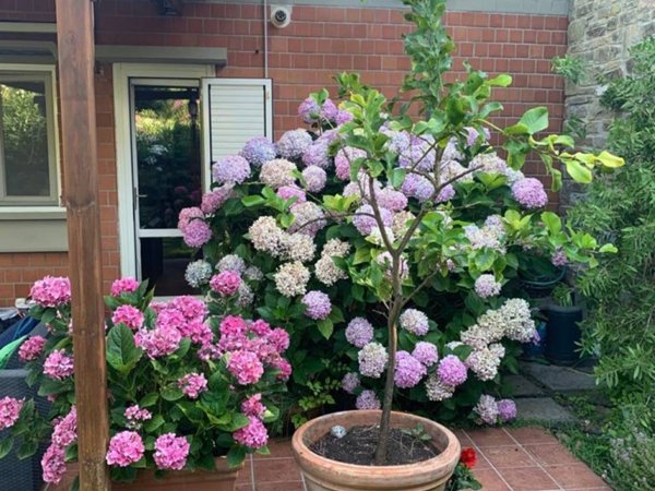 appartamento in vendita a Castiglione della Pescaia in zona Punta Ala