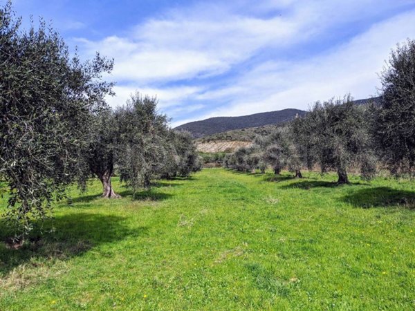 terreno agricolo in vendita a Castiglione della Pescaia