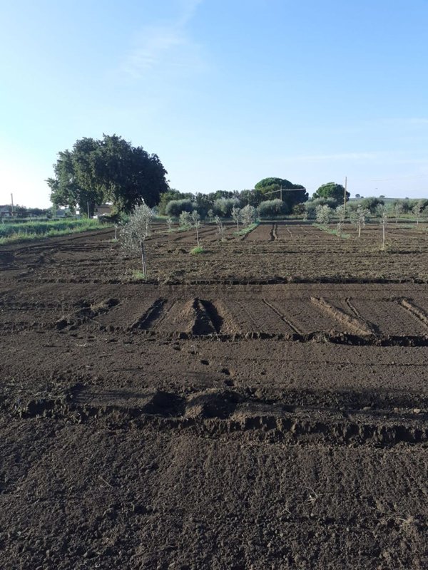 terreno in vendita a Castiglione della Pescaia in zona Ampio