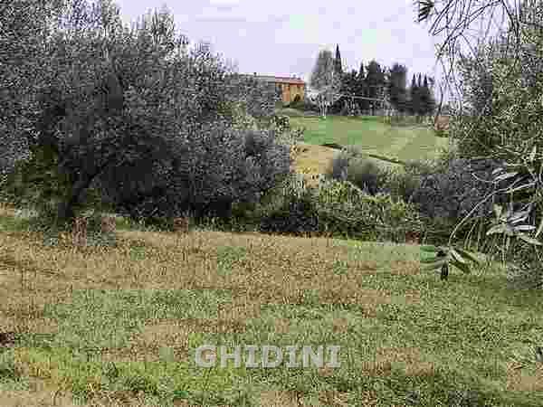 azienda agricola in vendita a Cinigiano