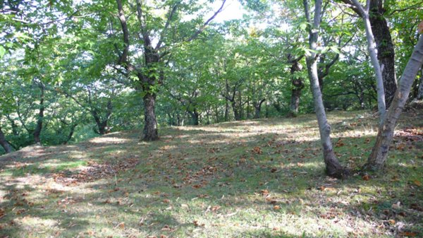 terreno agricolo in vendita a Cinigiano in zona Monticello Amiata