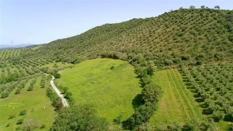 azienda agricola in vendita a Cinigiano