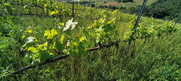 azienda agricola in vendita a Cinigiano in zona Monticello Amiata