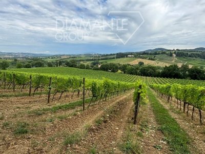 terreno agricolo in vendita a Cinigiano