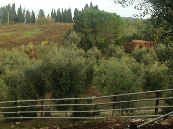azienda agricola in vendita a Cinigiano