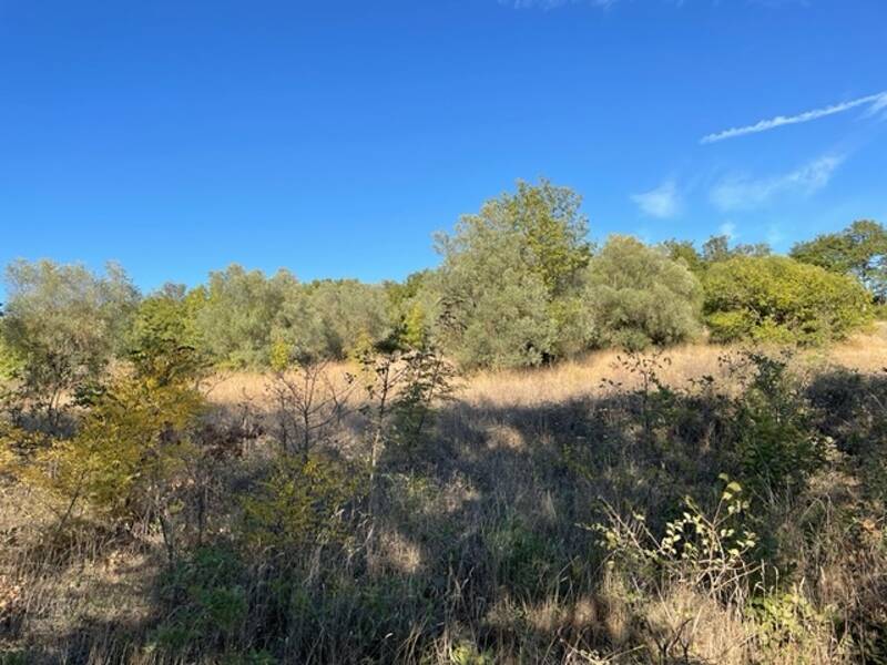 terreno agricolo in vendita a Cinigiano in zona Poggi del Sasso