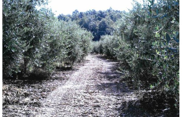 azienda agricola in vendita a Cinigiano