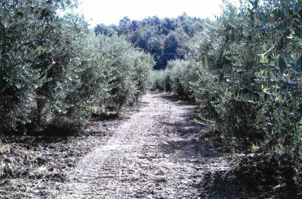 azienda agricola in vendita a Cinigiano