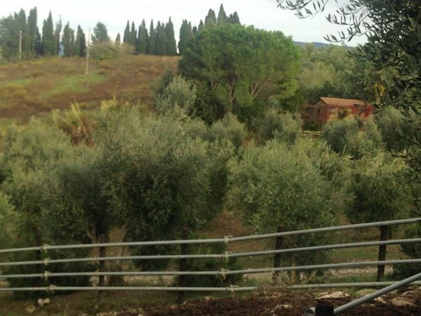 terreno agricolo in vendita a Cinigiano