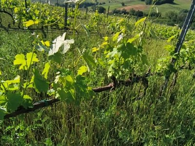 azienda agricola in vendita a Cinigiano in zona Porrona