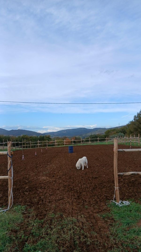 casa indipendente in vendita a Cinigiano