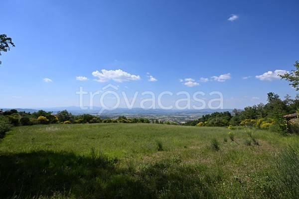 terreno agricolo in vendita a Cinigiano
