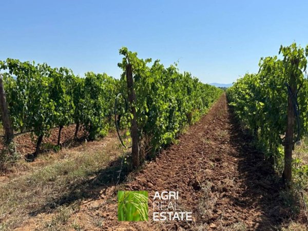 terreno agricolo in vendita a Cinigiano
