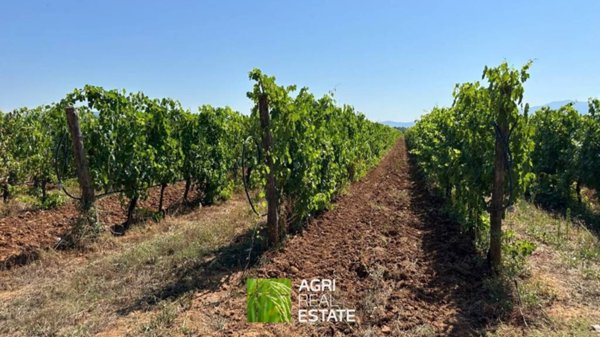 terreno agricolo in vendita a Cinigiano