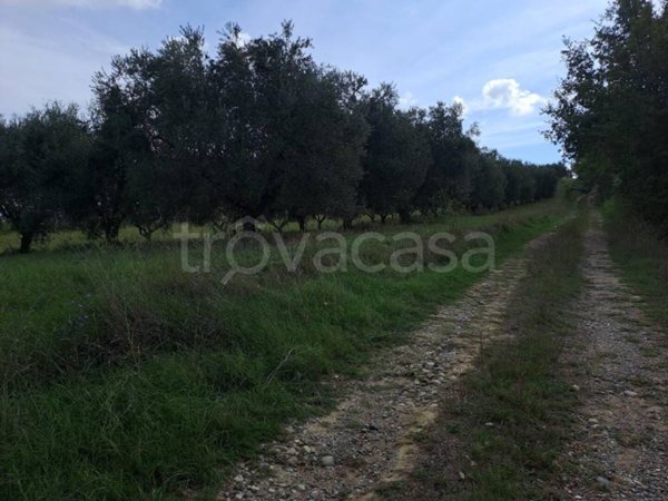 terreno agricolo in vendita a Cinigiano
