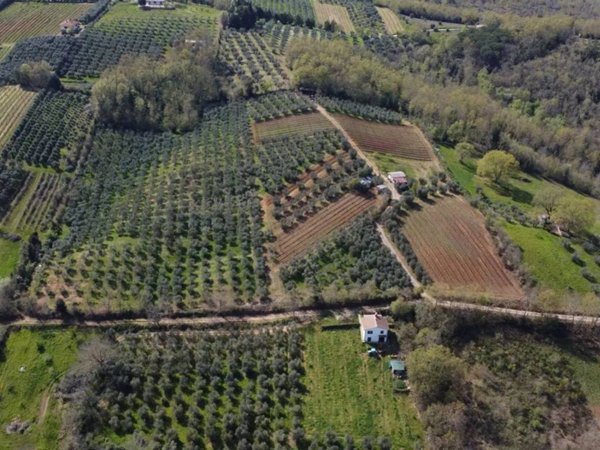terreno agricolo in vendita a Civitella Paganico in zona Paganico