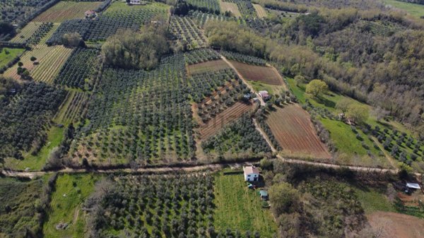 terreno agricolo in vendita a Civitella Paganico in zona Paganico