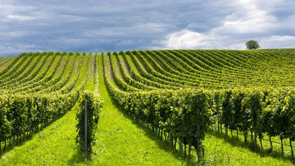 terreno agricolo in vendita a Civitella Paganico in zona Paganico