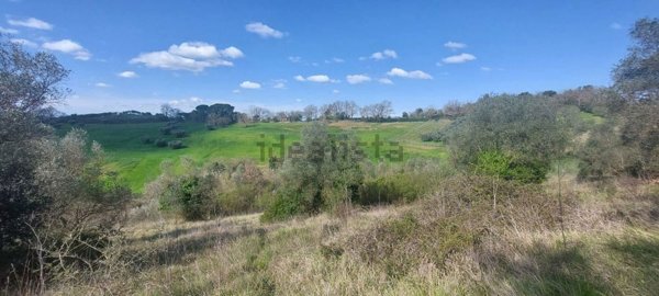 terreno agricolo in vendita a Civitella Paganico