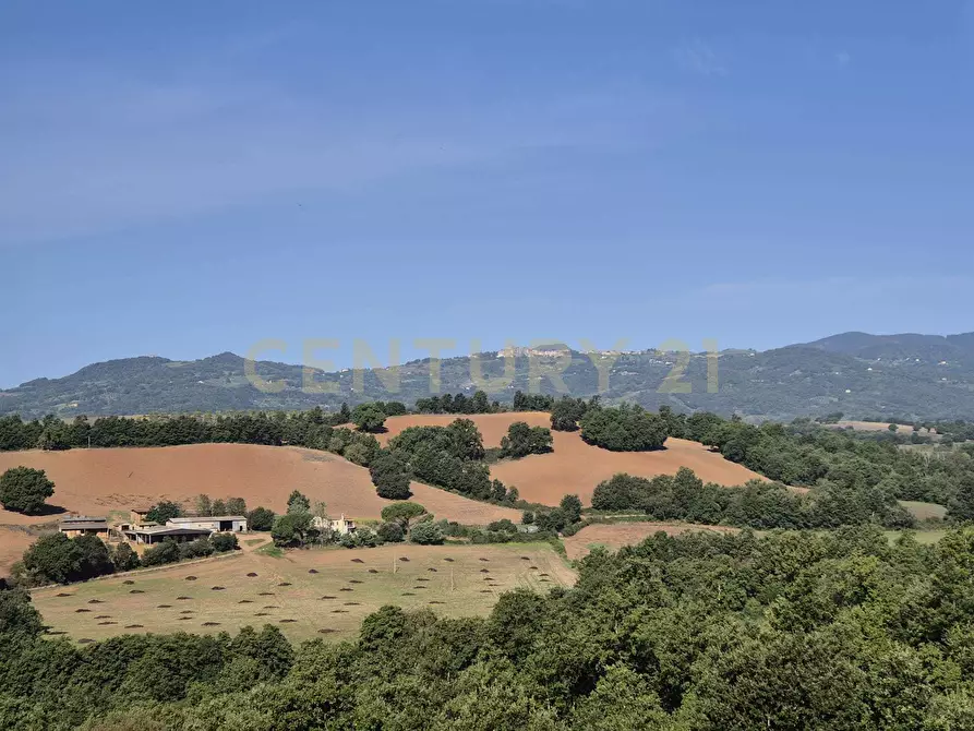 terreno agricolo in vendita a Civitella Paganico