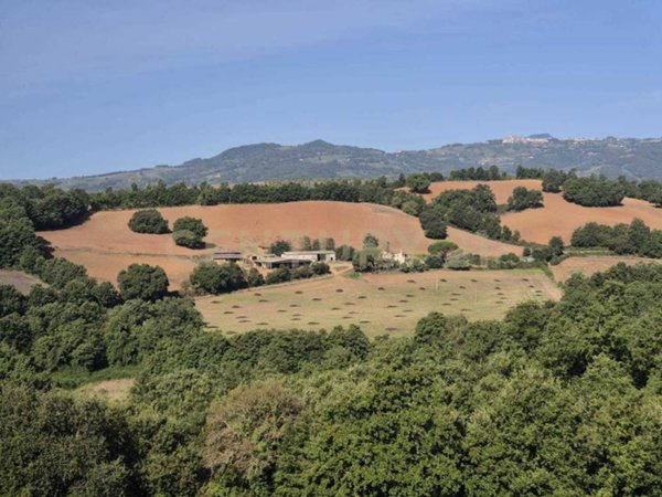 terreno agricolo in vendita a Civitella Paganico