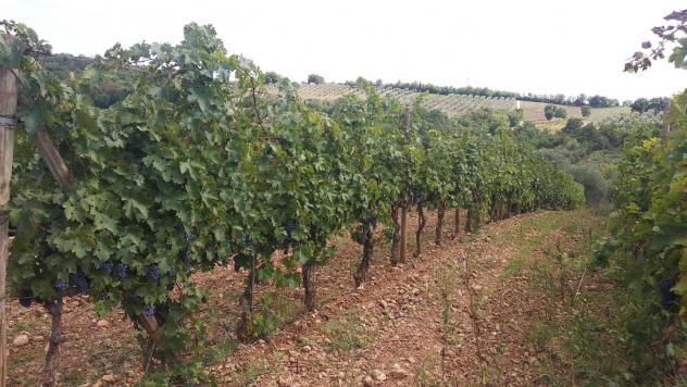 terreno agricolo in vendita a Civitella Paganico in zona Paganico