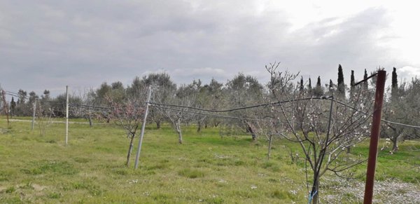 terreno agricolo in vendita a Follonica
