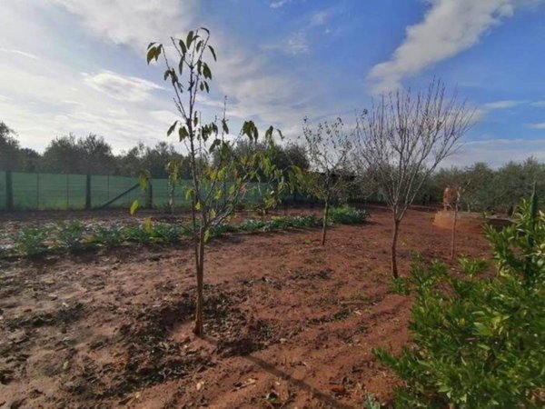 terreno agricolo in vendita a Follonica
