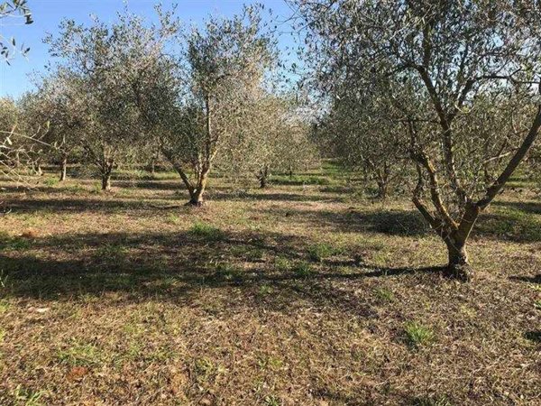 terreno agricolo in vendita a Follonica