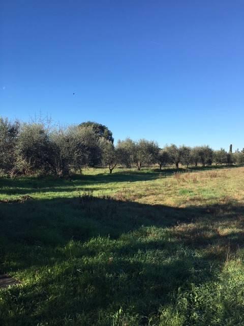 terreno agricolo in vendita a Follonica