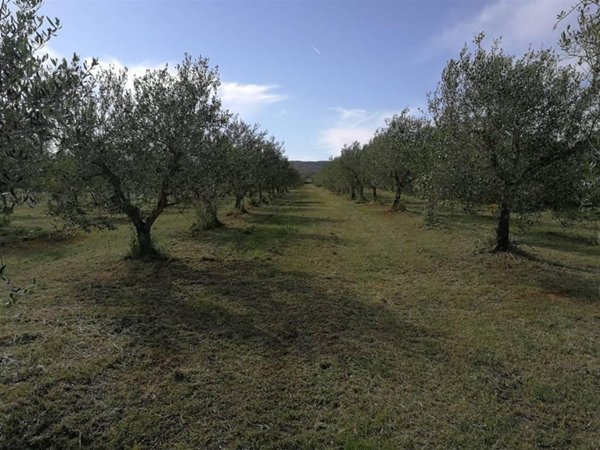 terreno agricolo in vendita a Follonica