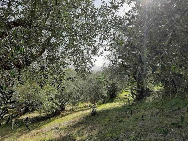 terreno agricolo in vendita a Follonica