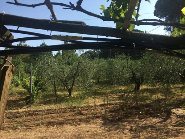 terreno agricolo in vendita a Follonica