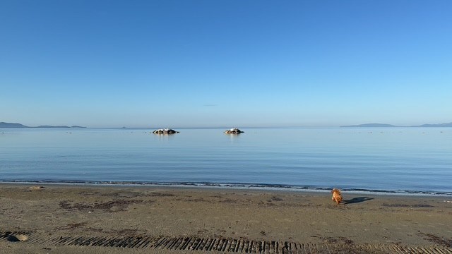 appartamento in vendita a Follonica