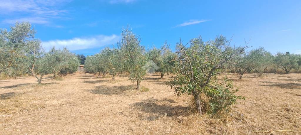 terreno agricolo in vendita a Follonica