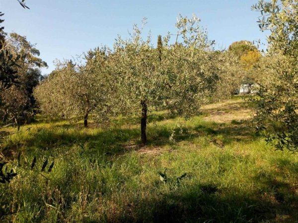 terreno agricolo in vendita a Follonica