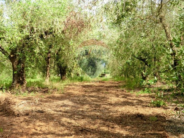 locale di sgombero in vendita a Follonica