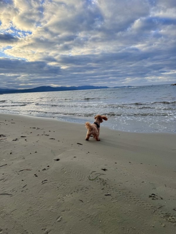 appartamento in vendita a Follonica