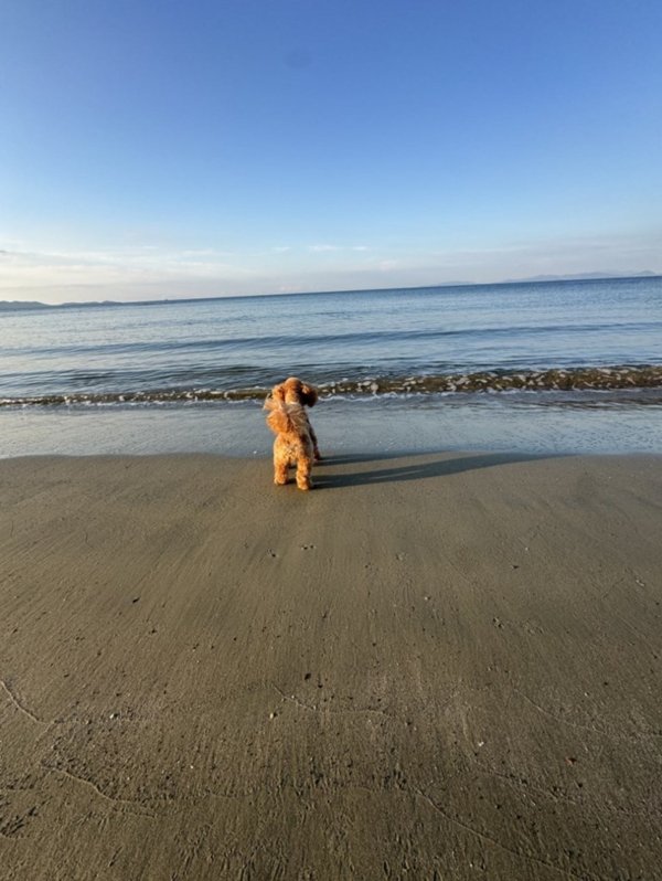 casa indipendente in vendita a Follonica