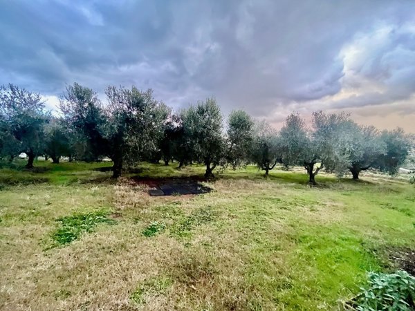 terreno agricolo in vendita a Follonica