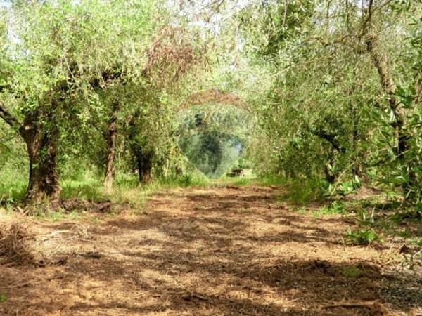 terreno agricolo in vendita a Follonica