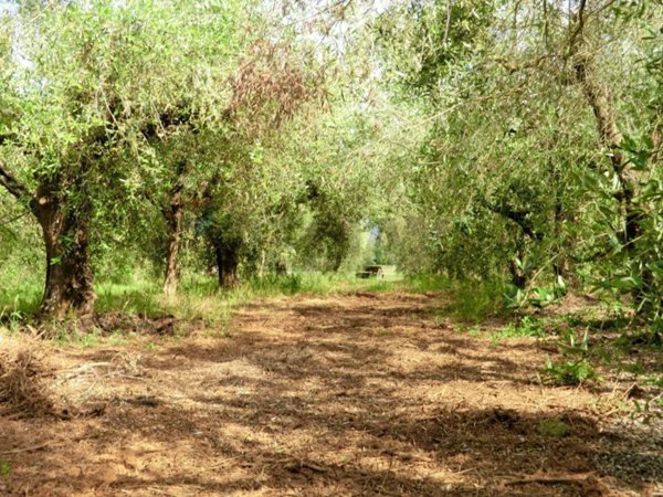 terreno agricolo in vendita a Follonica