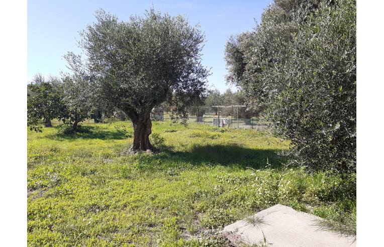 casa indipendente in vendita a Follonica