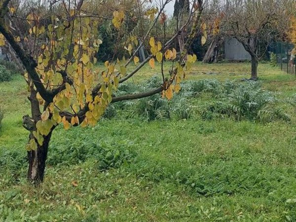 terreno agricolo in vendita a Follonica