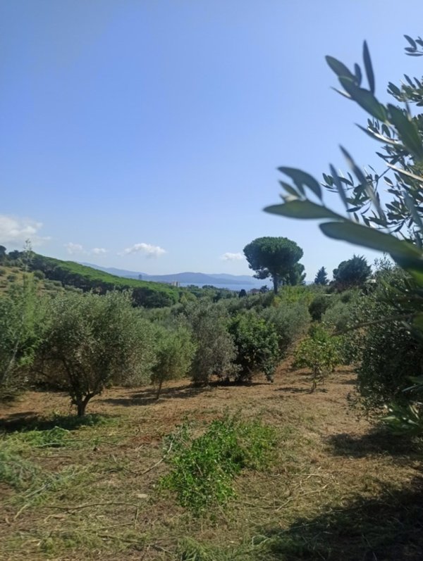 terreno agricolo in vendita a Follonica