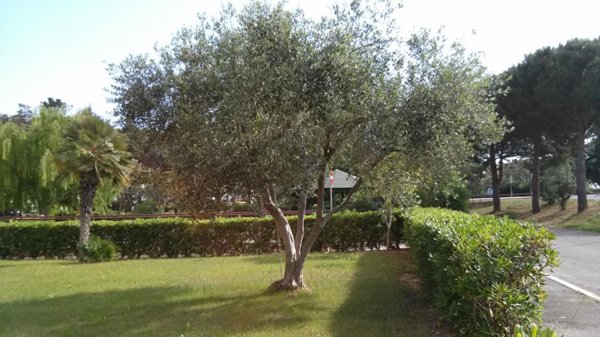 appartamento in vendita a Follonica