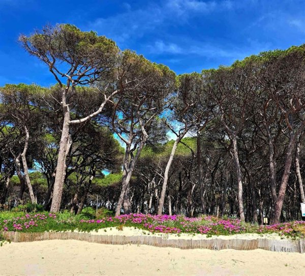 appartamento in vendita a Follonica