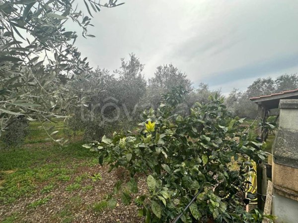 trivano in vendita a Follonica