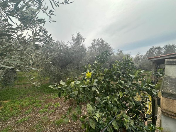 trivano in vendita a Follonica