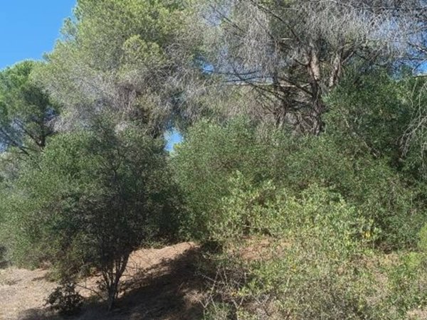 terreno agricolo in vendita a Follonica